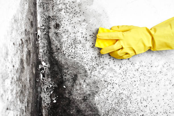 Best Mold Removal Specialists  in Heathcote, NJ