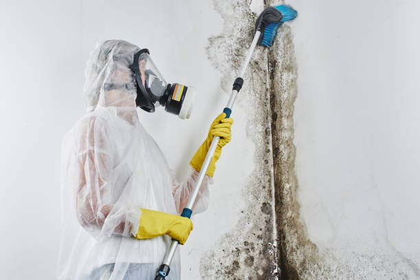 Certified Mold Removal in Heathcote, NJ