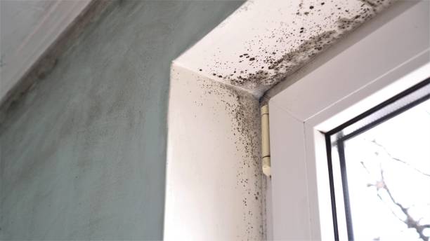 Best Home Mold Removal  in Heathcote, NJ