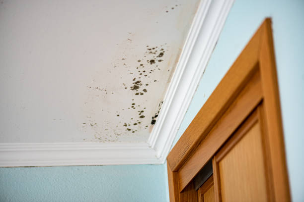Home Mold Removal in Heathcote, NJ