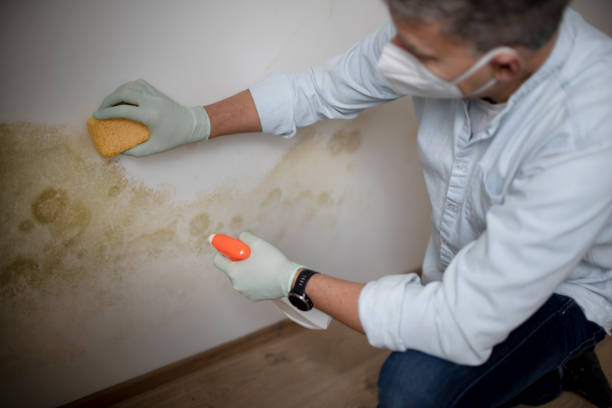 Trusted Heathcote, NJ Mold Removal Experts