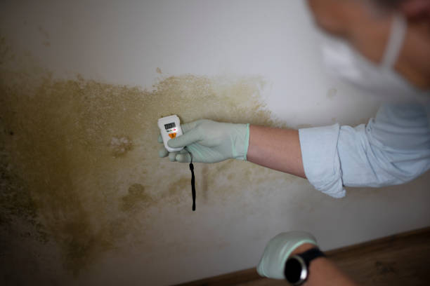 Best Fast Mold Removal  in Heathcote, NJ