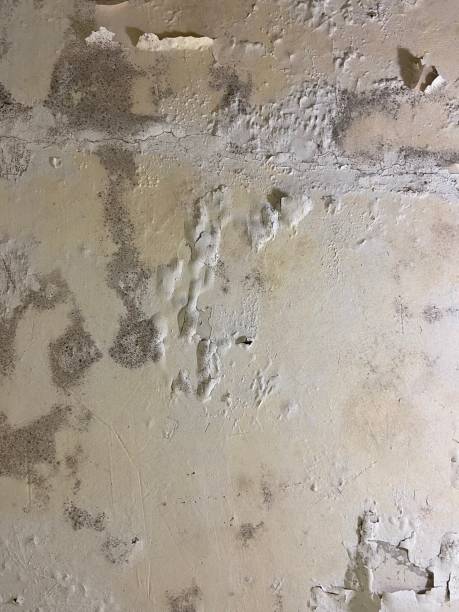 Best Commercial Mold Removal  in Heathcote, NJ