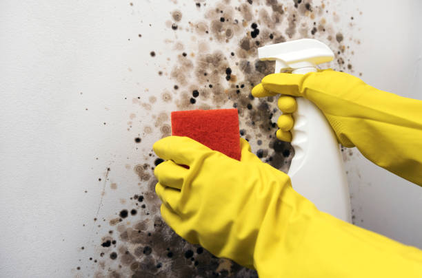 Best Black Mold Removal  in Heathcote, NJ