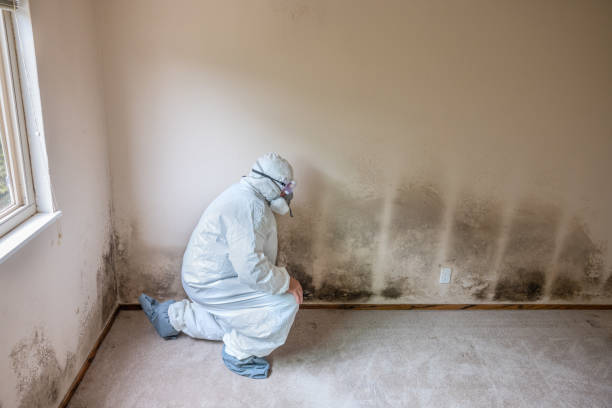  Heathcote, NJ Mold Removal Pros