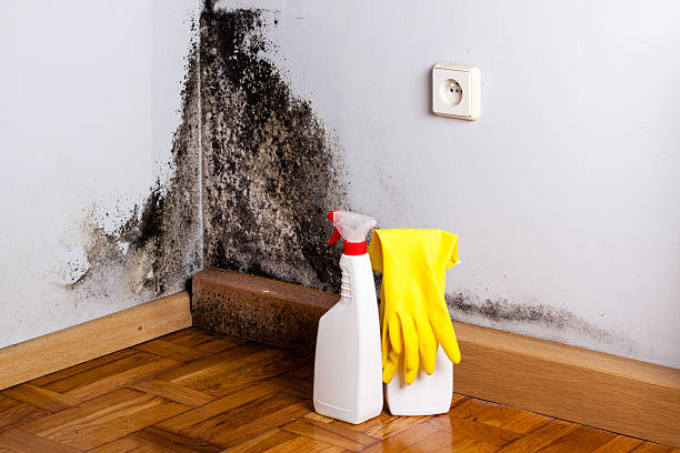 Best Mold Removal and Inspection  in Heathcote, NJ