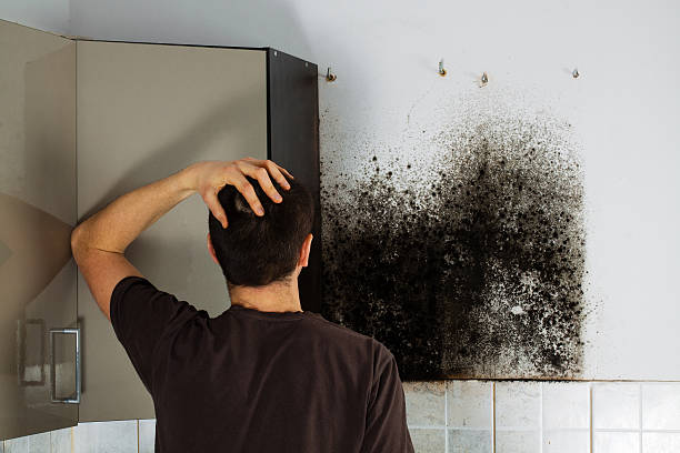 Best Same-Day Mold Removal  in Heathcote, NJ