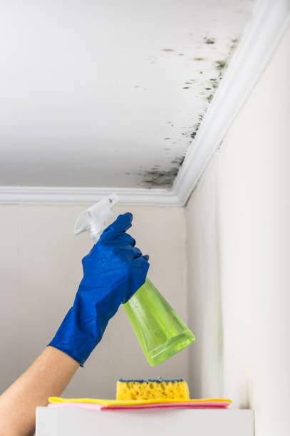 Best Mold Remediation  in Heathcote, NJ
