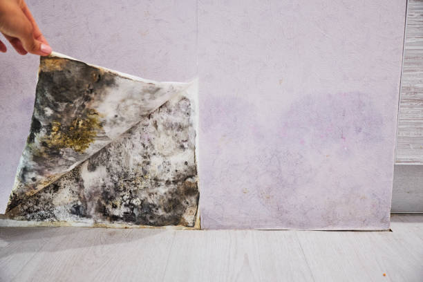 Best Mold Removal Company Near Me  in Heathcote, NJ